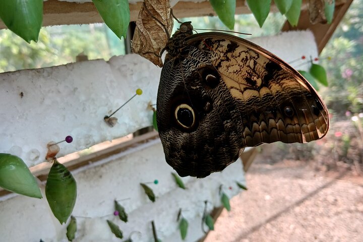 Samara Sloth Hiking & Butterfly Garden