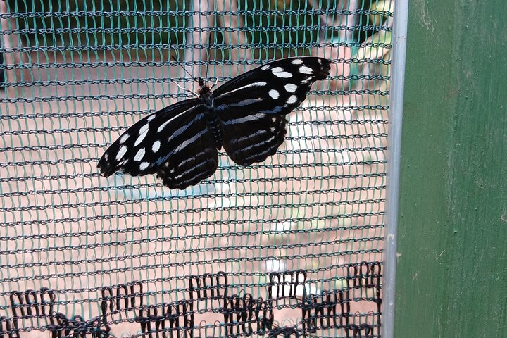 Samara Sloth Hiking & Butterfly Garden