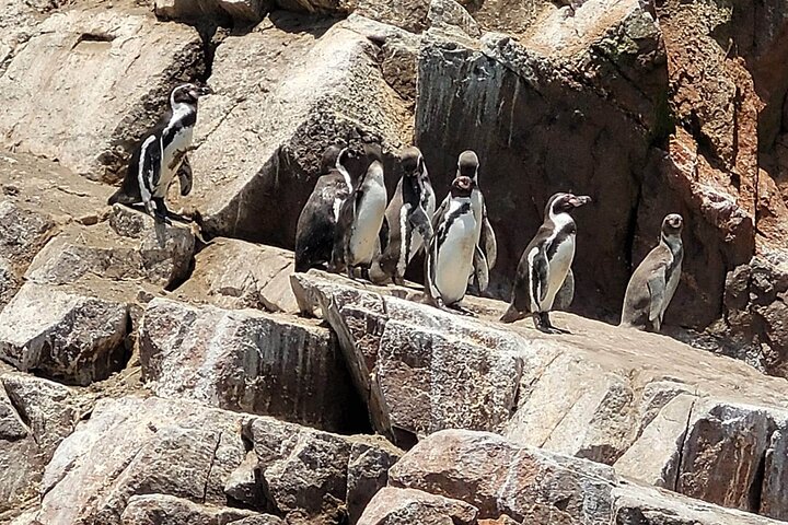 Crossbow Islands Tour and Mini Buggy in Paracas