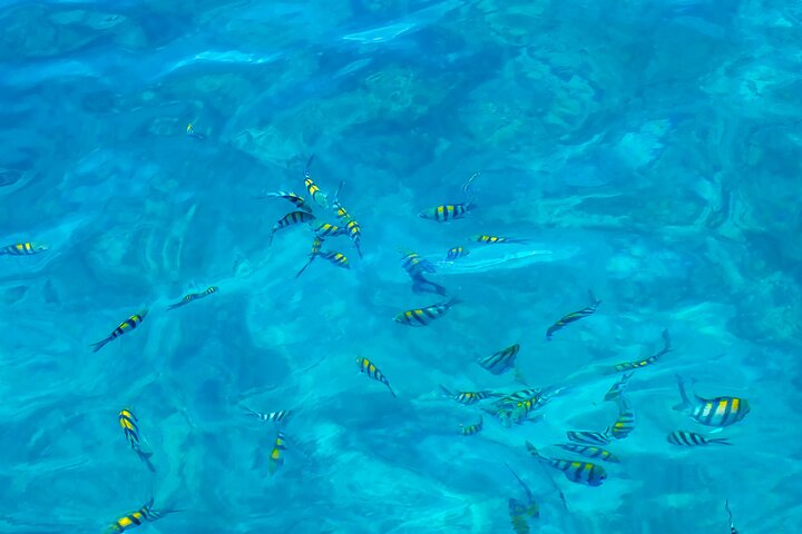 Major Tom -Sailing Day Cruise, with Snorkeling, Lunch & More!