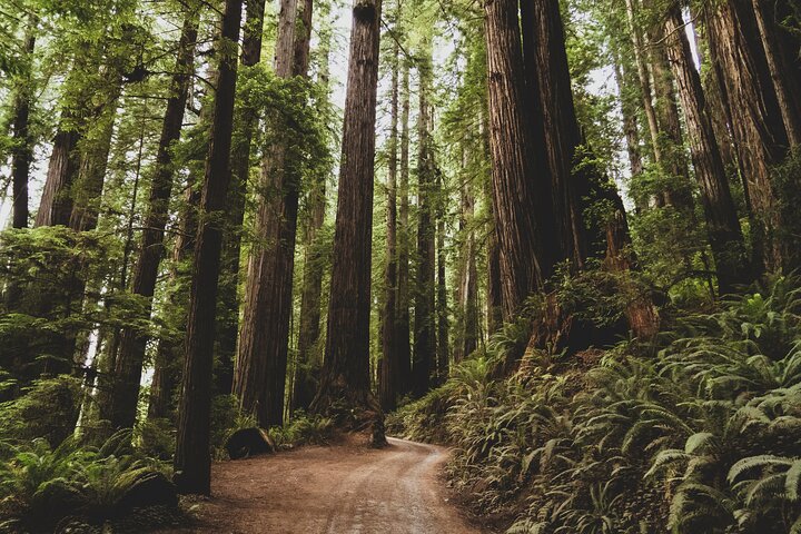 Redwood Forest, Santa Cruz Harbor 1-Day Trip from San Francisco