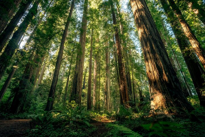 Redwood Forest, Santa Cruz Harbor 1-Day Trip from San Francisco