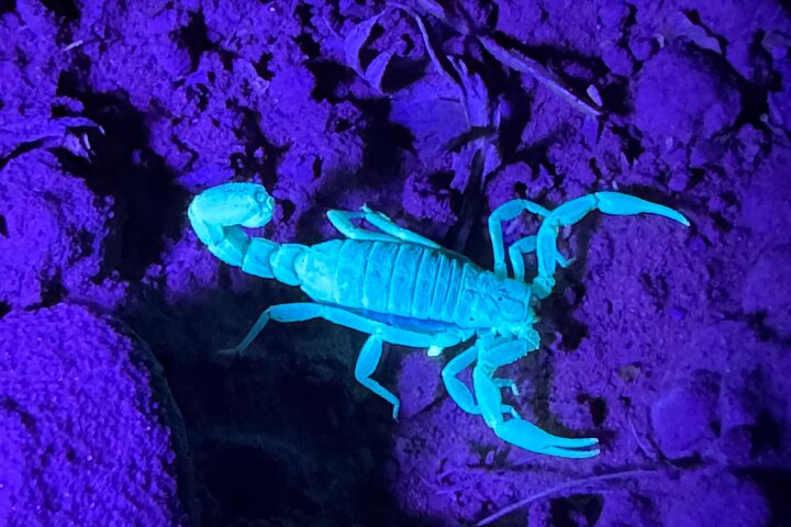 Prescott Night Hike and Stargazing