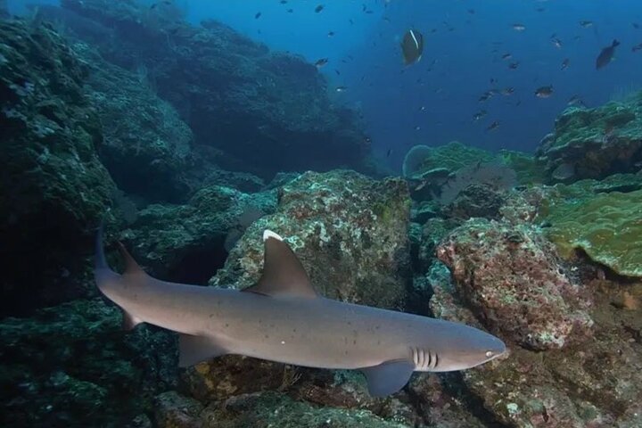 Discovery Scuba Diving in Caño Island-First Dive experience