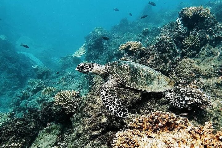 Discovery Scuba Diving in Caño Island-First Dive experience