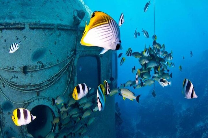 Dolphin Watching Cruise with Underwater Observatory Viewing