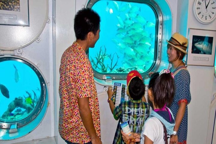 Dolphin Watching Cruise with Underwater Observatory Viewing