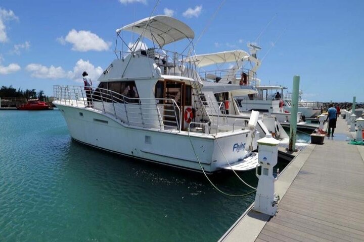 Dolphin Watching Cruise with Underwater Observatory Viewing