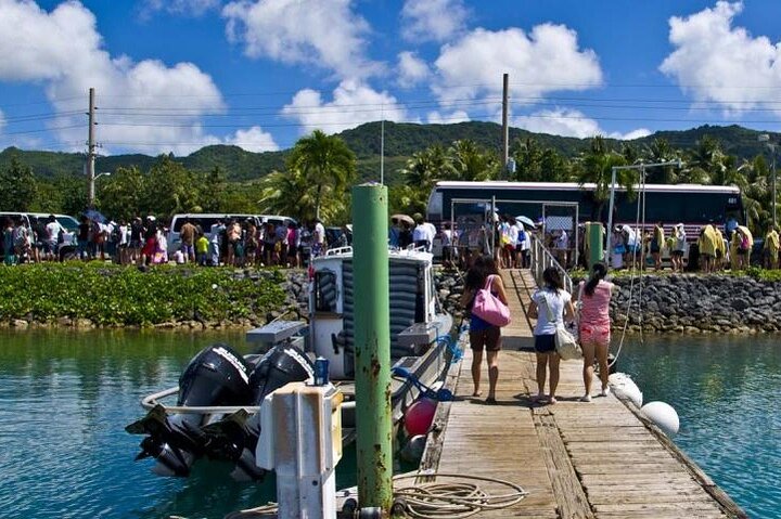 Dolphin Watching Cruise with Underwater Observatory Viewing