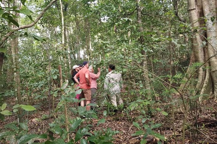 Exclusive Calakmul Expedition: Ruins & Jungle in Small Group