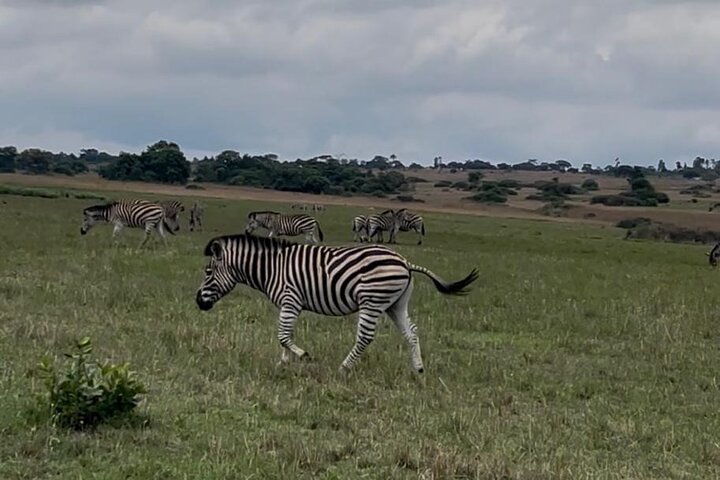 Private Harare City Tour: Wildlife, Art & Iconic Landmarks