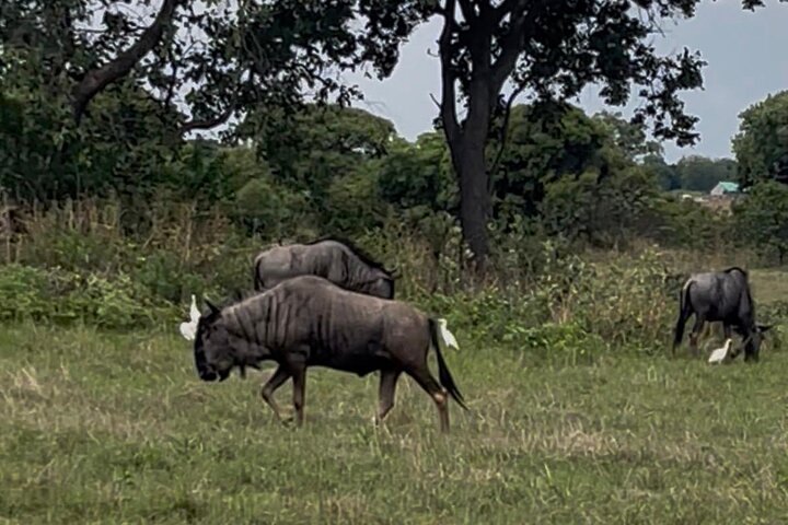 Private Harare City Tour: Wildlife, Art & Iconic Landmarks