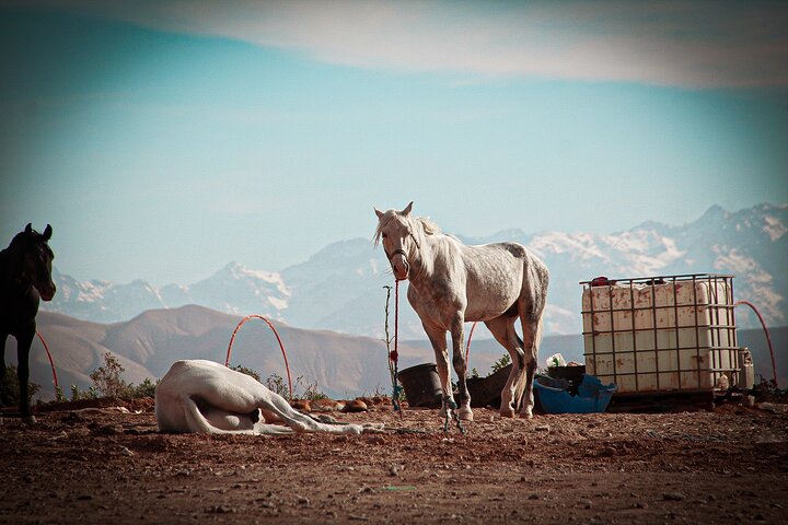 Marrakech: Agafay Desert Quad Biking & Camel RIDE & Dinner & Show