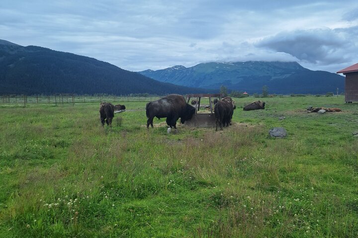 Turnagain Arm, Wildlife Center & Glaciers: Small-Group Tour