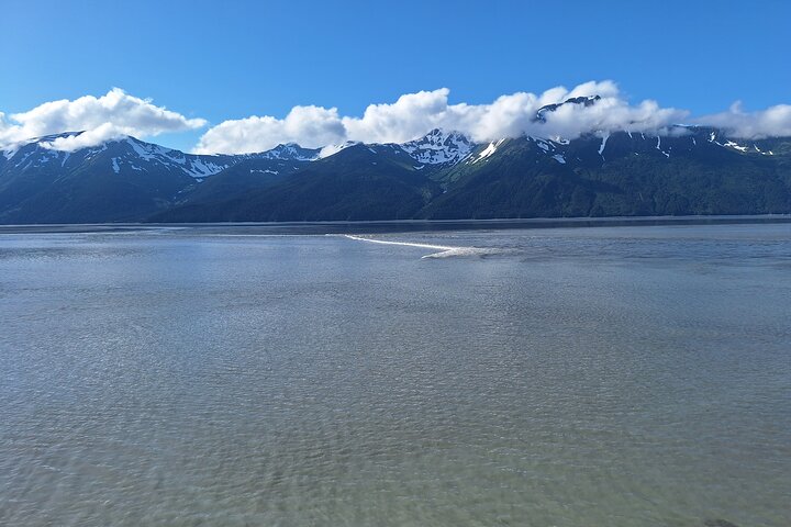 Turnagain Arm, Wildlife Center & Glaciers: Small-Group Tour