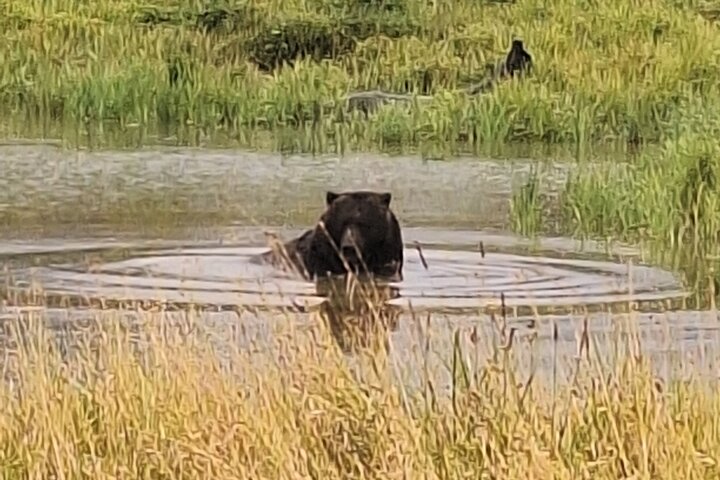 Turnagain Arm, Wildlife Center & Glaciers: Small-Group Tour