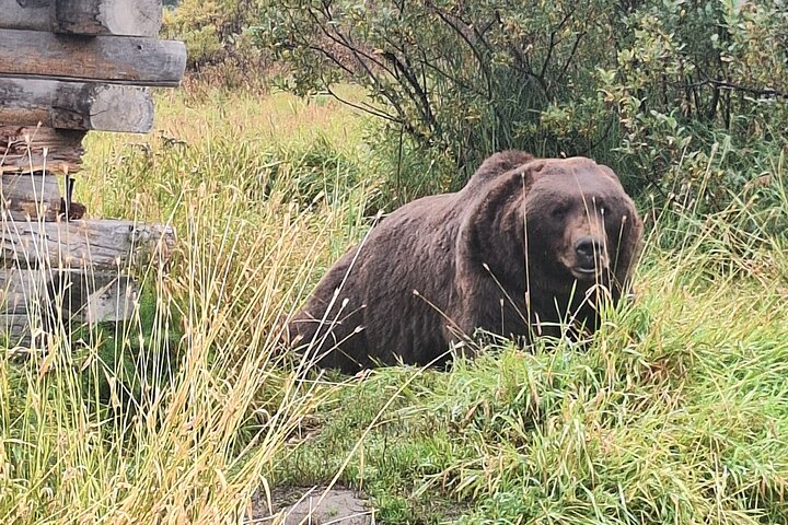 Turnagain Arm, Wildlife Center & Glaciers: Small-Group Tour