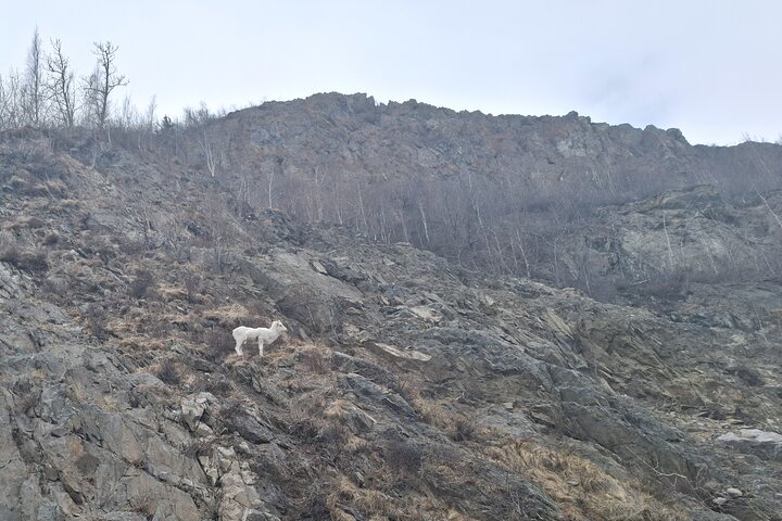 Turnagain Arm, Wildlife Center & Glaciers: Small-Group Tour