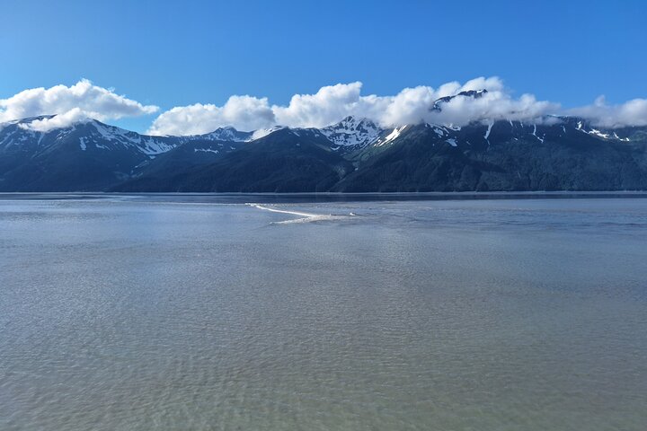Turnagain Arm, Wildlife Center & Glaciers: Small-Group Tour