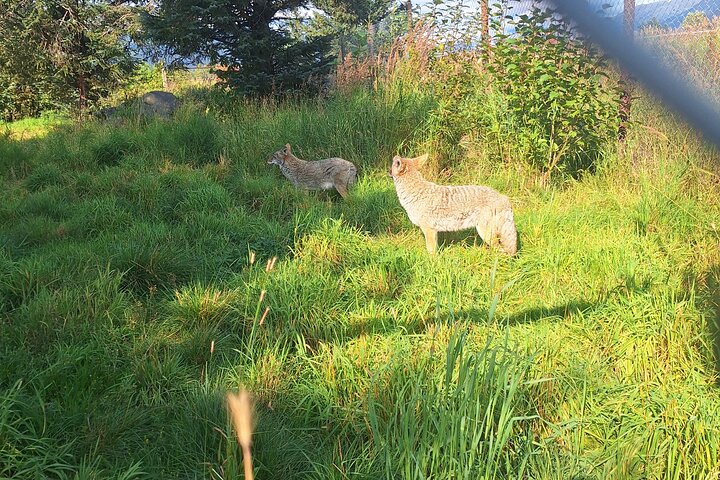 Turnagain Arm, Wildlife Center & Glaciers: Small-Group Tour