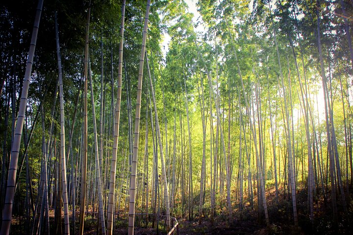 Nagoya: all-inclusive car tour to Korankei valley