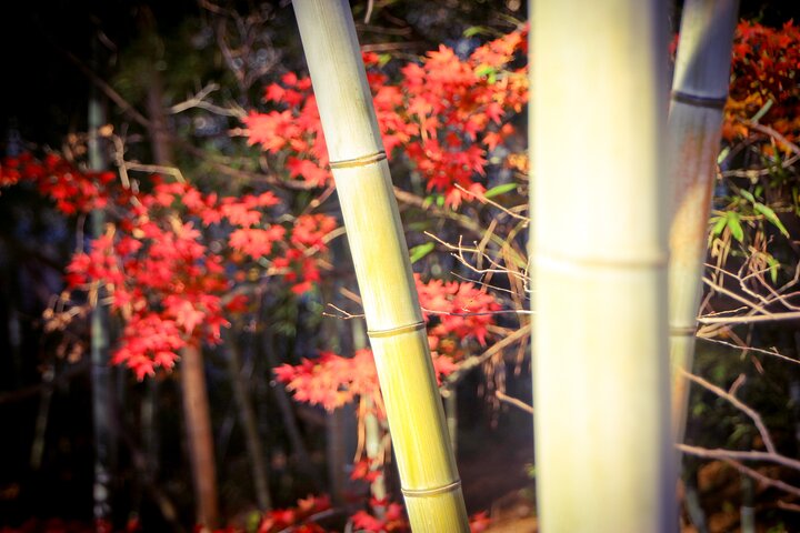 Nagoya: all-inclusive car tour to Korankei valley