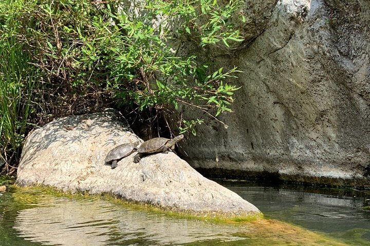 Guided Canyoning Adventure Near Marbella (Benahavís River Walk)