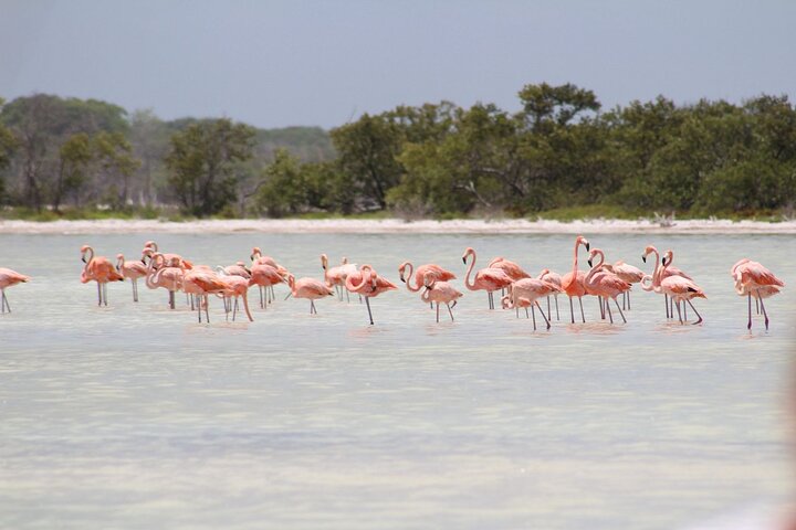 Eco Safari through the Ria Lagartos Natural Park