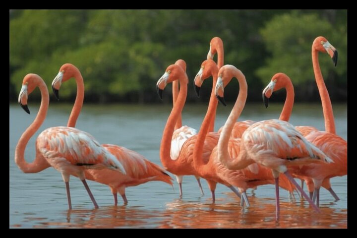 Eco Safari through the Ria Lagartos Natural Park