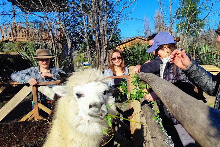 Maipo Valley Wine Tour with 4 vineyards from Santiago.