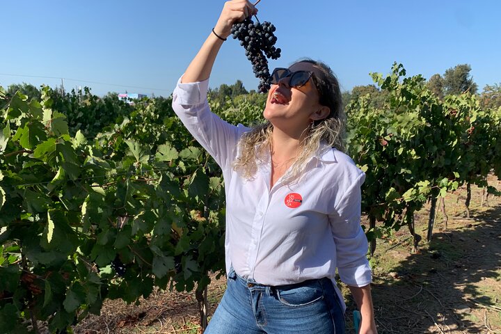 Maipo Valley Wine Tour with 4 vineyards from Santiago.