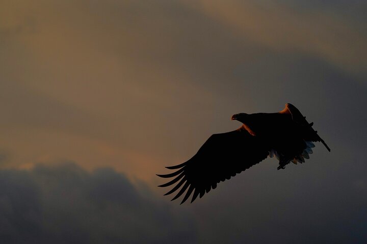Zodiac Experience Saltstraumen and Eagle Safari