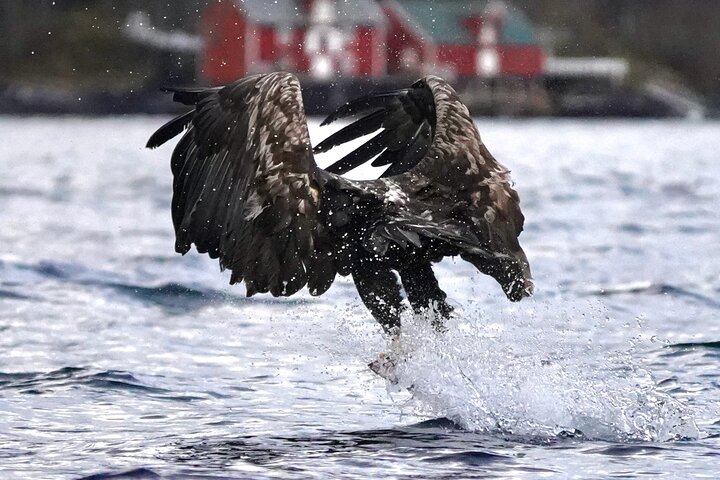 Zodiac Experience Saltstraumen and Eagle Safari