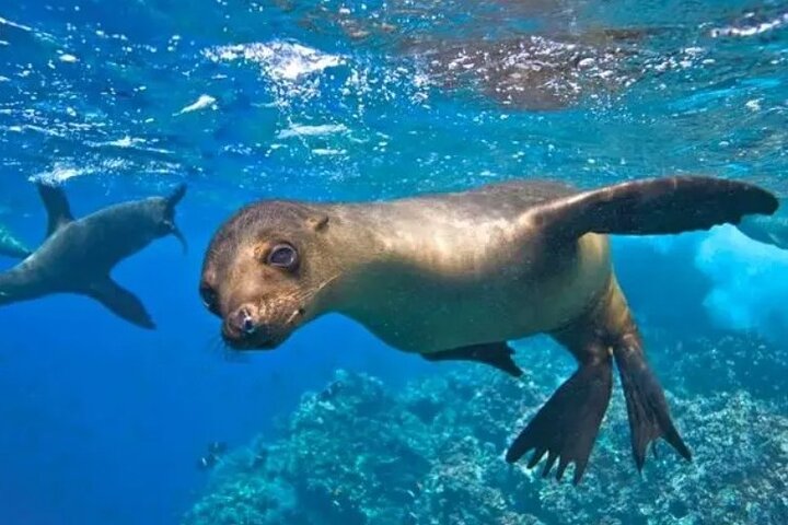 Espiritu Santo Island Tour
