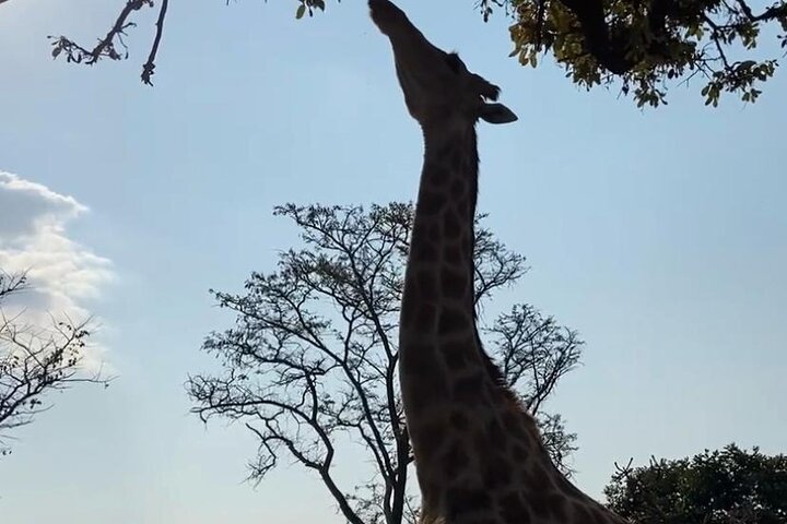Private Harare Wildlife Tour: Lion Park, Bird park & Snake Park