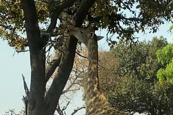 Private Harare Wildlife Tour: Lion Park, Bird park & Snake Park