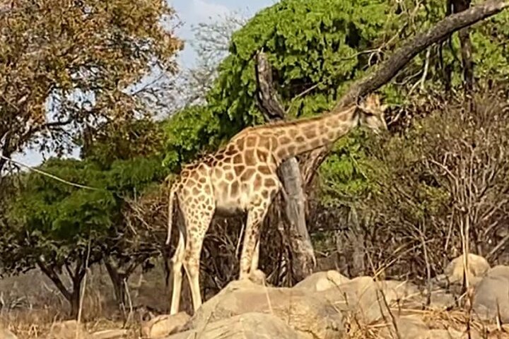 Private Harare Wildlife Tour: Lion Park, Bird park & Snake Park