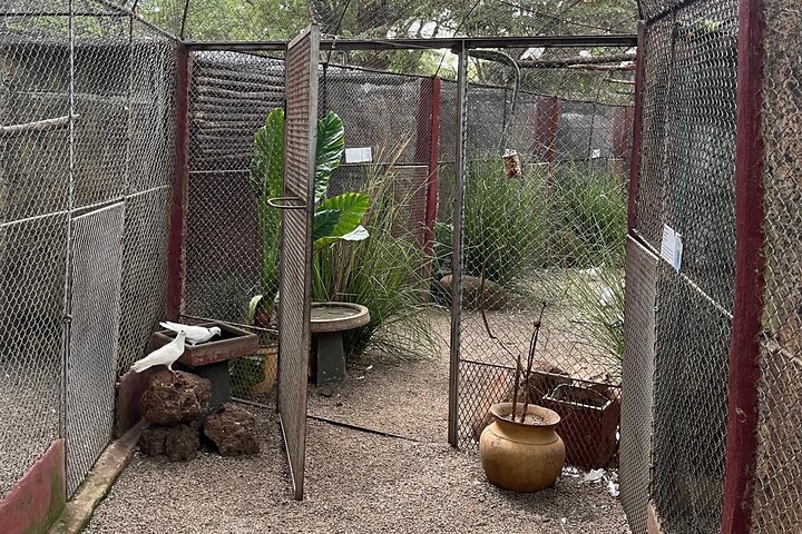 Private Harare Wildlife Tour: Lion Park, Bird park & Snake Park