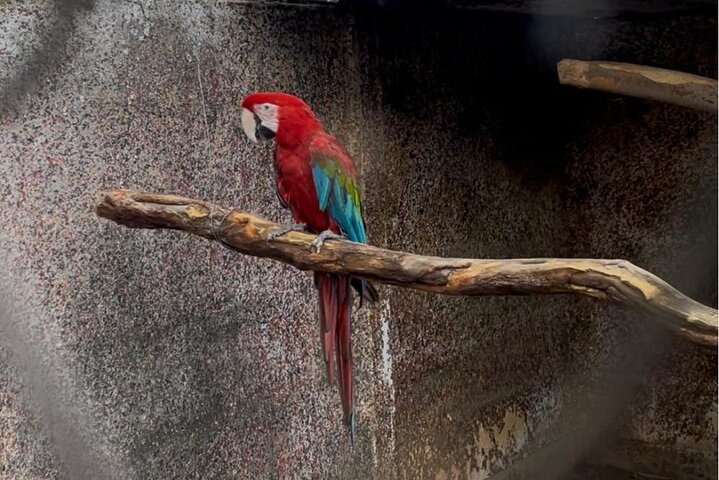 Private Harare Wildlife Tour: Lion Park, Bird park & Snake Park