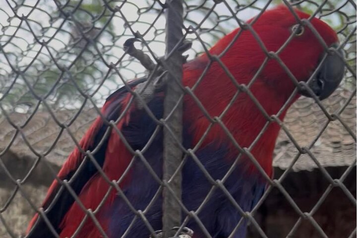 Private Harare Wildlife Tour: Lion Park, Bird park & Snake Park