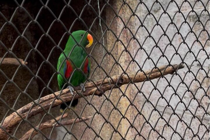Private Harare Wildlife Tour: Lion Park, Bird park & Snake Park