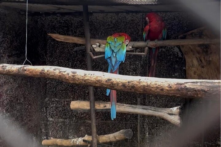 Private Harare Wildlife Tour: Lion Park, Bird park & Snake Park