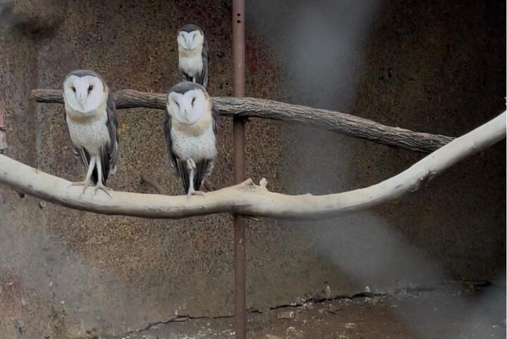 Private Harare Wildlife Tour: Lion Park, Bird park & Snake Park