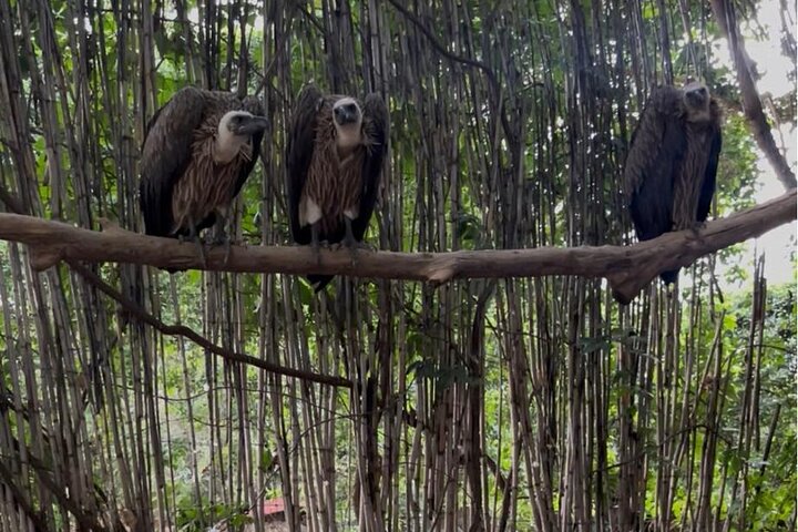 Private Harare Wildlife Tour: Lion Park, Bird park & Snake Park