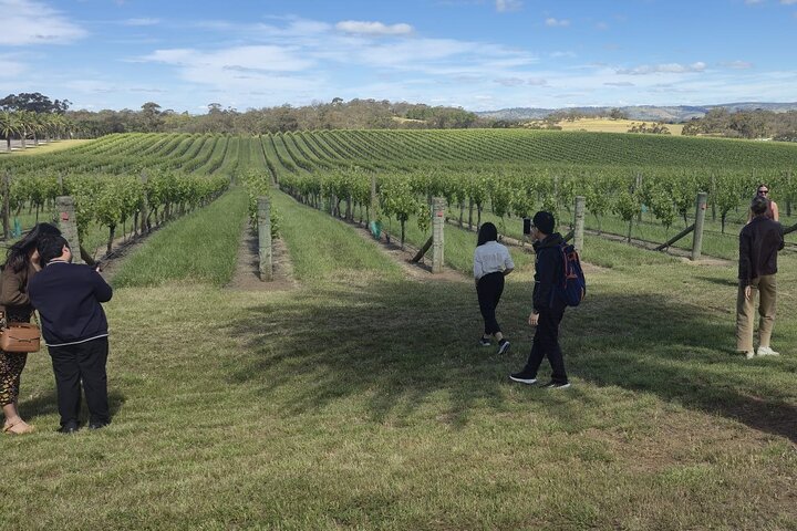Barossa Wine tour with Lunch, Wine Tastings, Brewery & Chocolate