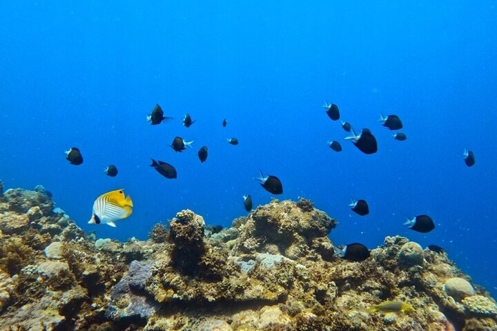Private Snorkeling Tour in Okinawa