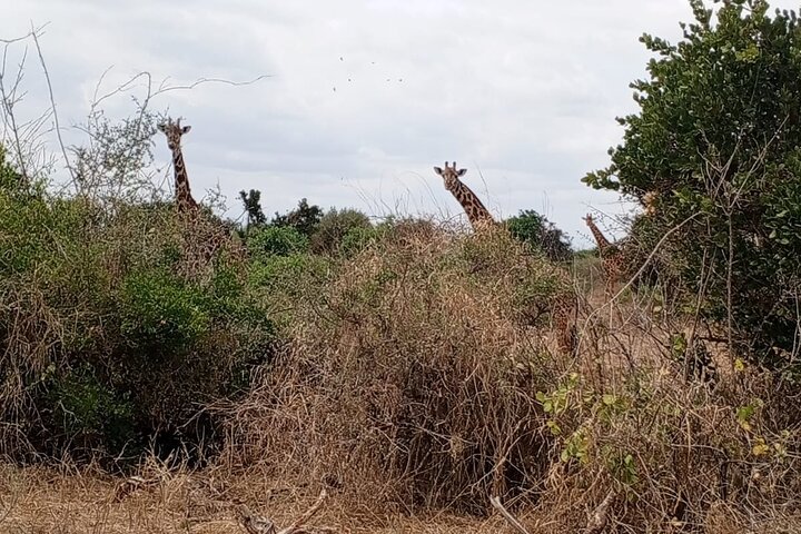 1 Day Tsavo East and West Extreme Wildlife Safari Adventure