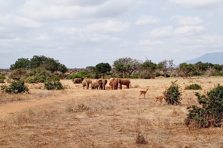 1 Day Tsavo East and West Extreme Wildlife Safari Adventure