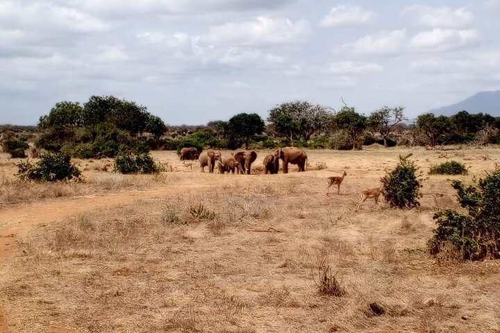 1 Day Tsavo East and West Extreme Wildlife Safari Adventure