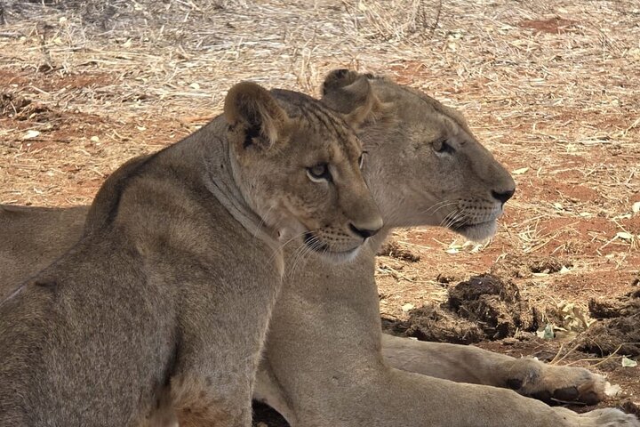 1 Day Tsavo East and West Extreme Wildlife Safari Adventure